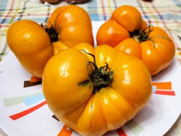 Tomato 'Yellow Brandywine' Plant (4" Pot, single)