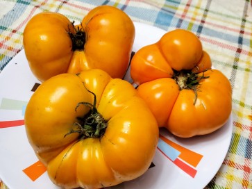 Tomato 'Yellow Brandywine'