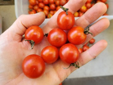 Tomato 'Koralik' 