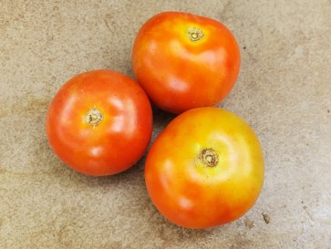 Tomato 'Tomcat F2' Seeds (Certified Organic)