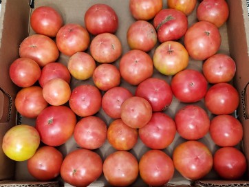 Tomato 'Porter's Pride'