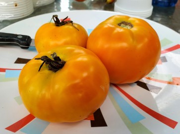 Tomato 'Golden Sunray' 