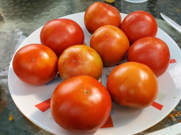 Tomato 'Earliana' Seeds (Certified Organic)