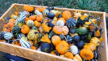 The Ultimate Gourd Seed Mix