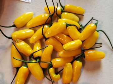 Hot Pepper ‘Bleeding Heart Yellow Cross' Seeds (Certified Organic)