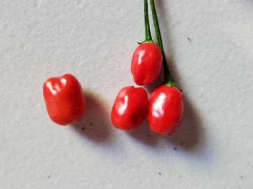 Hot Pepper ‘Bird Aji' Seeds (Certified Organic)