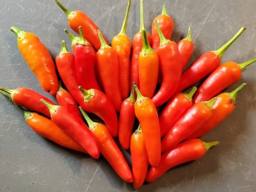 Hot Pepper ‘Thicc Thai’ Seeds (Certified Organic)