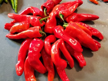 Sweet Pepper 'Melrose’ Seeds (Certified Organic)