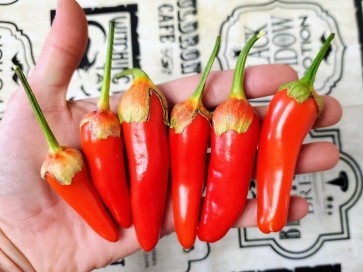 Hot Pepper ‘Bleeding Rawit White' Seeds (Certified Organic)