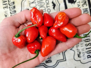 Hot Pepper ‘Chiltepin x Habanero' Seeds (Certified Organic)