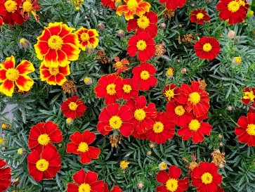 French Marigold 'Tashkent' Seeds (Certified Organic)