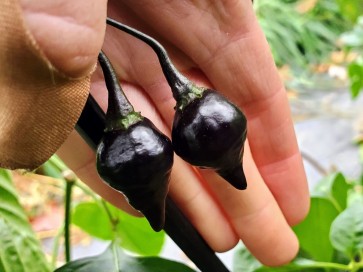 Hot Pepper ‘Biquinho Black' Seeds (Certified Organic)