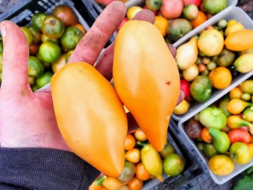 Tomato 'Buratino' AKA 'Yellow Pinocchio' Seeds (Certified Organic)