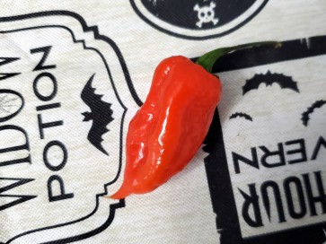 Hot Pepper 'Orion RED CROSS' Seeds (Certified Organic)