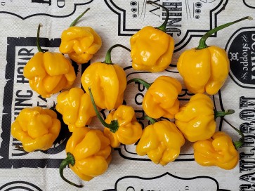 Hot Pepper 'Papa Dreadie Scotch Bonnet' Seeds (Certified Organic)