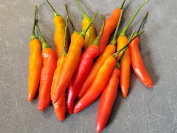 Hot Pepper ‘KS StarrScream Red' Seeds (Certified Organic)