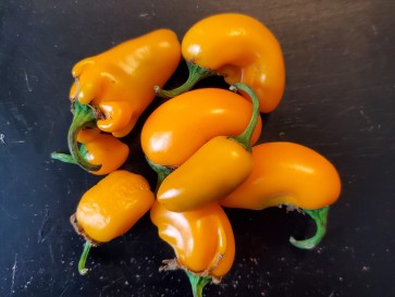 Hot Pepper 'NuMex Pumpkin Spice Jalapeno' Seeds (Certified Organic)