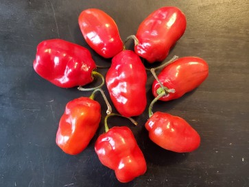 Hot Pepper 'Rocopica' Seeds (Certified Organic)