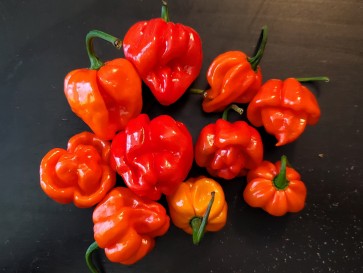 Hot Pepper ‘Scotch Bonnet MOA Red’ Seeds (Certified Organic)