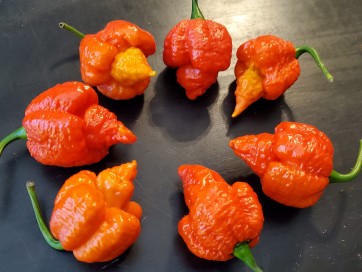 Hot Pepper 'Mustard Moruga Brains x Gator Jigsaw RED CROSS' Seeds (Certified Organic)