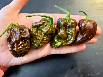 Hot Pepper 'Mustard Moruga Brains x Gator Jigsaw CHOCOLATE CROSS' Seeds (Certified Organic)