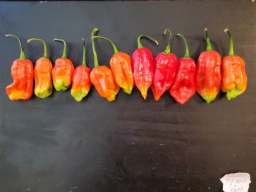 Hot Pepper ‘Lemon Reaper Red Cross’ (Aji Lemon x Carolina Reaper) Seeds (Certified Organic)