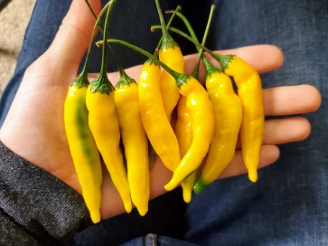 Pepper HOT 'Lemon Drop' Plant (4" Pot, single)