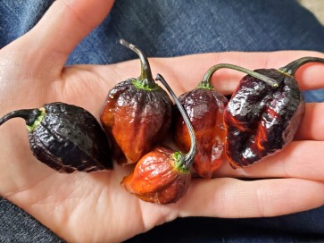 Hot Pepper '7 Pot Black’ Seeds (Certified Organic)