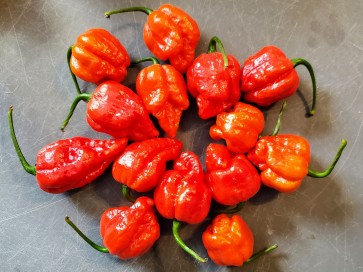 Hot Pepper 'Red 7 Pot’ Seeds (Certified Organic)