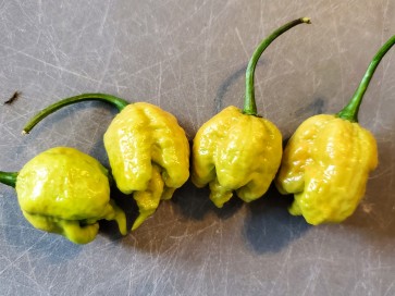 Hot Pepper ‘Golden Carolina Reaper' Seeds (Certified Organic)