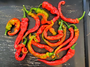 Hot Pepper ‘Hangjiao #5 (HJ5) Helix Nebula Space Chili’ Seeds (Certified Organic)