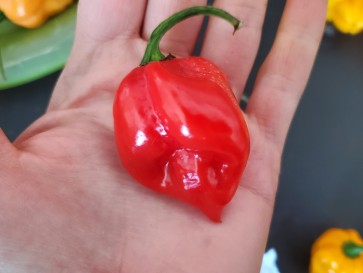 Hot Pepper 'Red Habanero' Seeds (Certified Organic)