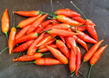 Hot Pepper ‘Aji Omnicolor' Seeds (Certified Organic)