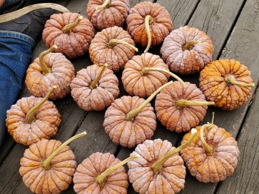 Pumpkin 'Black Futsu' Seeds (Certified Organic)