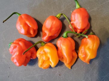Hot Pepper 'Lemon Ghostly Jalapeno RED CROSS' Seeds (Certified Organic)