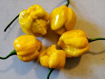 Hot Pepper ‘Trinidad Scorpion Orange’ Seeds (Certified Organic)