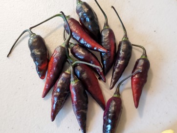 Hot Pepper ‘Biquinho Black Cross' Seeds (Certified Organic)