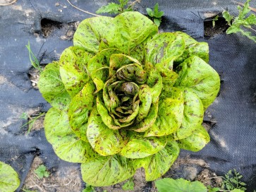 Lettuce 'Freckles' Seeds (Certified Organic)