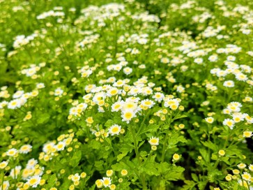 Feverfew 'White Stars' Seeds (Certified Organic)