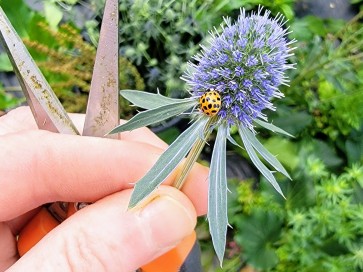 Sea Holly Seeds (Certified Organic)