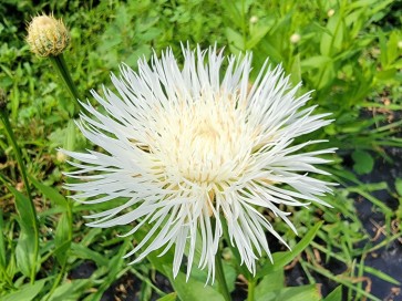 Basket Flower 'Aloha Blanca' Seeds (Certified Organic)