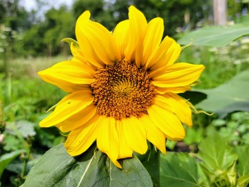 Sunflower 'Dwarf Sunny' Seeds (Certified Organic)