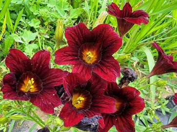 Salpiglossis 'Black Trumpet' Seeds (Certified Organic) Painted Tongue