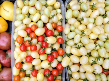 Tomato 'Open School Yellow' Seeds (Certified Organic)