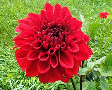 Dahlia 'Puffy Red' Tubers - Shipping 2025 Spring - Harvested on our Farm - USDA Certified Organic