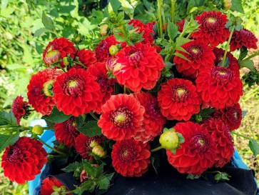 Dahlia 'Red Pompon' Tubers - Shipping 2025 Spring - Harvested on our Farm - USDA Certified Organic