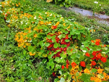 Nasturtium 'Alaska Mix' Seeds (Certified Organic)