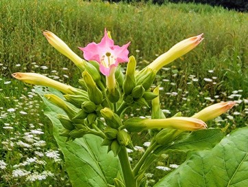 Tobacco 'Virginia' Seeds (Certified Organic)