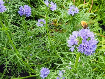 Gilia Globe Seeds (Certified Organic)