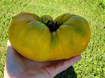 Tomato 'Golden King of Siberia' (Beefsteak Cross) Seeds (Certified Organic)